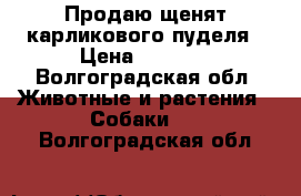 Продаю щенят карликового пуделя › Цена ­ 2 000 - Волгоградская обл. Животные и растения » Собаки   . Волгоградская обл.